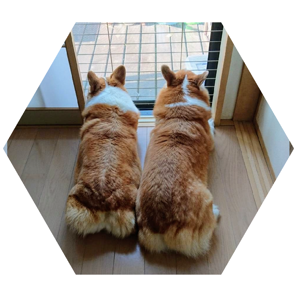 89785 - 日傘 ミニ 手開き 55cm×6本骨ShareUC｜オーロラ オンライン